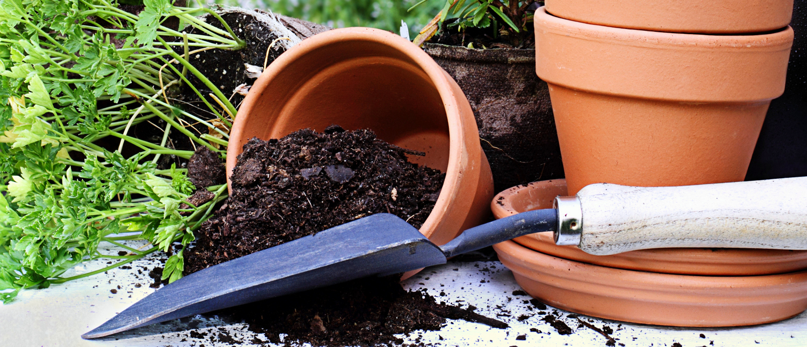 Hogyan válassz megfelelő virágföldet a kertbe?